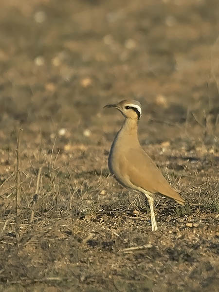 Aavikkojuoksija, Cream-coloured Courser, Cursorius cursor